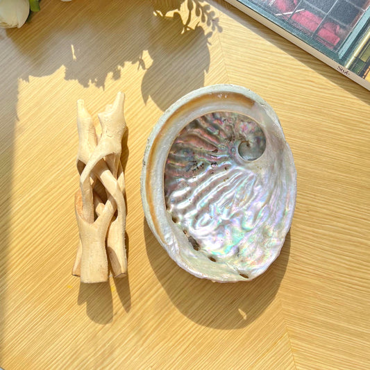 Natural Australian abalone shell container with wooden stand